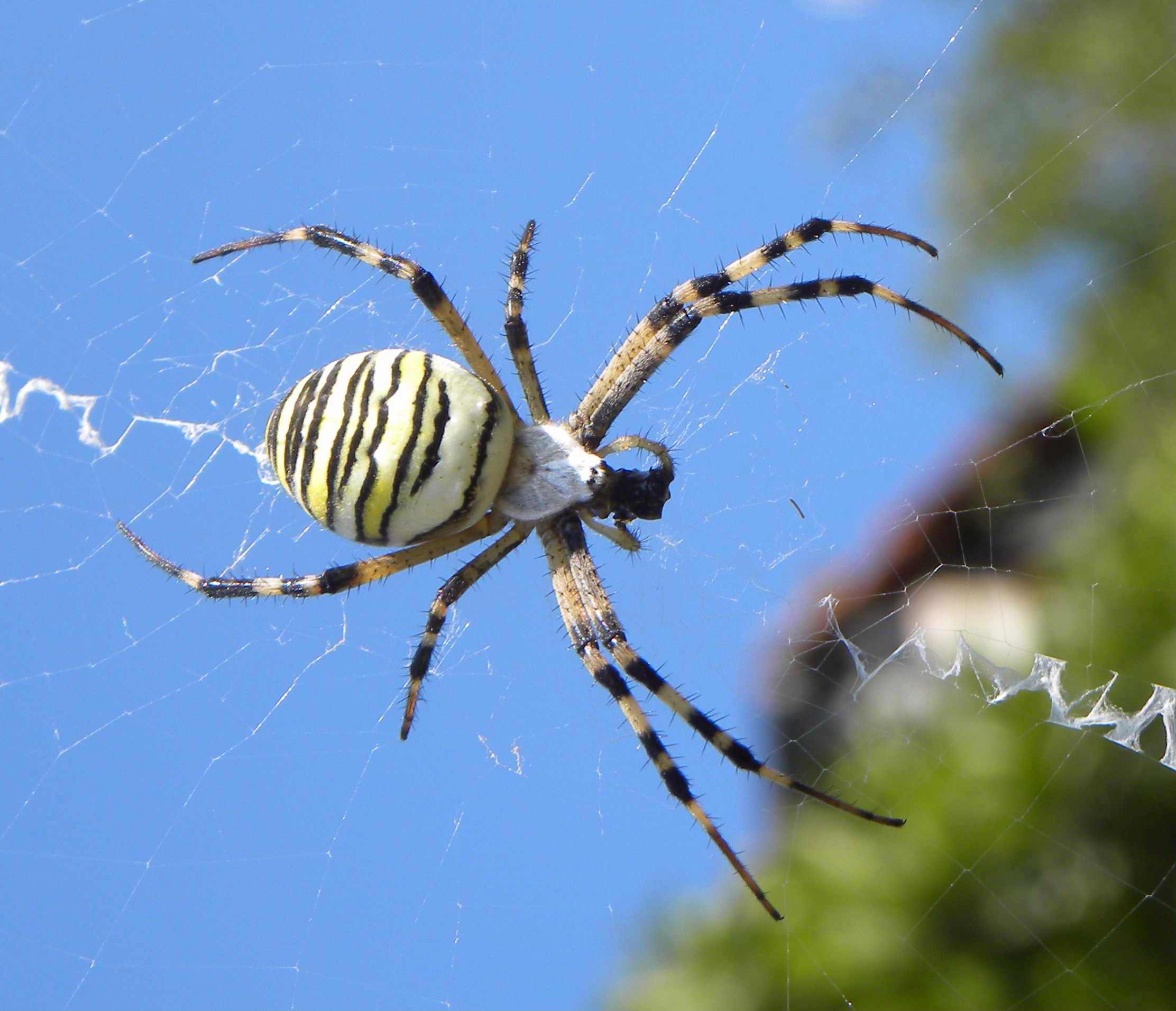 Argiope bruennichi